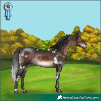 Horse Color:White Spotted Brown Rabicano 