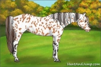 Horse Color:Buckskin Leopard 