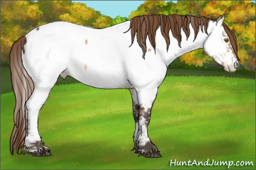 Horse Color:Buckskin Dun Mushroom Appaloosa 