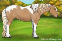 Horse Color:Chestnut Tobiano Appaloosa 