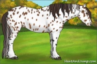 Horse Color:Buckskin Near Leopard