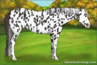 Horse Color:Smoky Black Appaloosa 