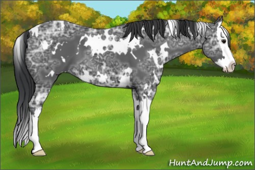 Horse Color:White Spotted Black Ice Splash
