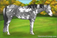 Horse Color:White Spotted Black Ice Splash 
