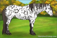 Horse Color:Smoky Black Near Leopard 