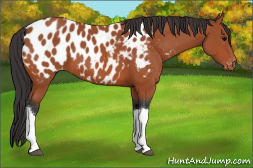 Horse Color:Bay Tobiano Appaloosa