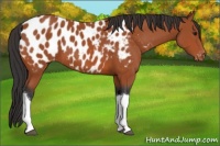 Horse Color:Bay Tobiano Appaloosa 