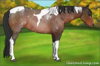 Horse Color:Bay Tobiano Rabicano 
