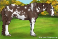Horse Color:White Spotted Liver Chestnut Splash Frame 