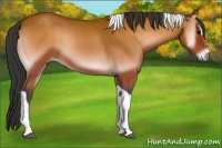 Horse Color:Bay Onyx Sabino Tobiano 