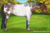 Horse Color:White Spotted Brown Roan 