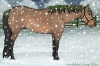 Horse Color:Brown Dun