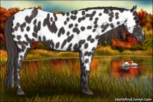 Horse Color:Smoky Black Near Leopard 