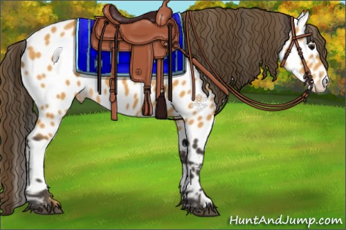 Horse Color:Buckskin Appaloosa 