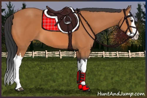 Horse Color:Bay Splash 