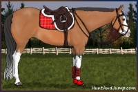 Horse Color:Bay Splash