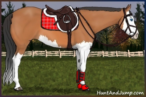 Horse Color:Bay Splash 