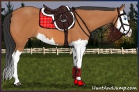 Horse Color:Bay Splash 