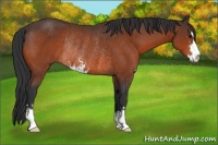 Horse Color:Bay Sabino Rabicano 