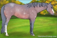 Horse Color:Watercolor Bay 