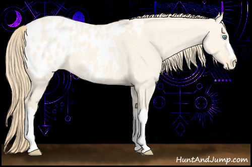 Horse Color:Perlino Dun Appaloosa 