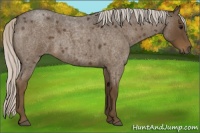 Horse Color:Silver Smoky Blue Roan 