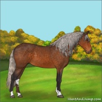 Horse Color:Silver Buckskin 