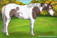 Horse Color:Chocolate Smoky Black Sabino Tobiano Rabicano
