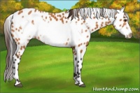 Horse Color:Buckskin Frame Appaloosa 