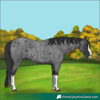 Horse Color:Blue Roan Splash 