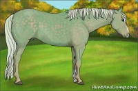Horse Color:Watercolor Silver Black Sabino