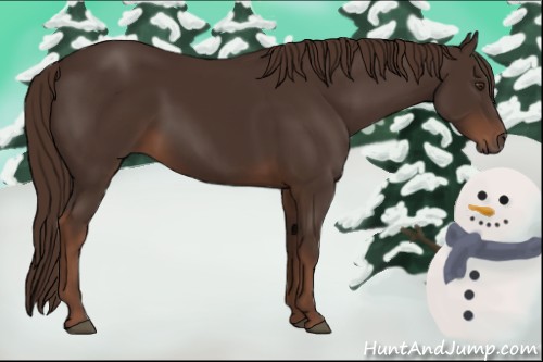Horse Color:Liver Chestnut