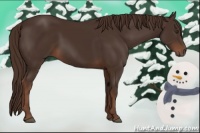 Horse Color:Liver Chestnut 
