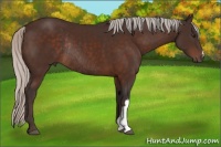 Horse Color:Silver Brown Rabicano 