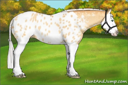 Horse Color:Silver Classic Cream Champagne Dun Splash Appaloosa