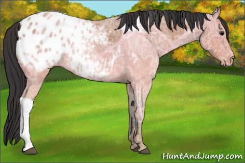 Horse Color:Bay Ice Roan Appaloosa