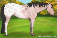 Horse Color:Bay Ice Roan Appaloosa 