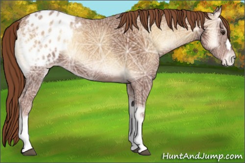 Horse Color:Red Onyx Ice Appaloosa 