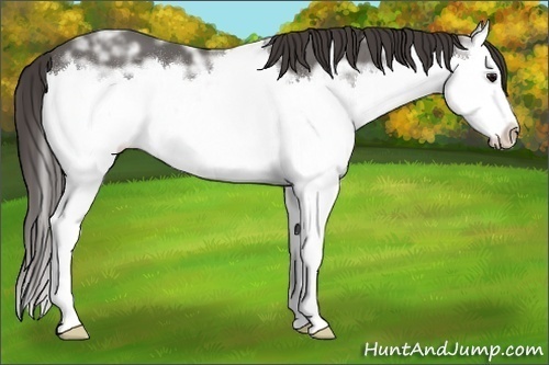 Horse Color:Smoky Black Ice Sabino Splash 