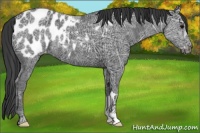 Horse Color:Black Ice Appaloosa 