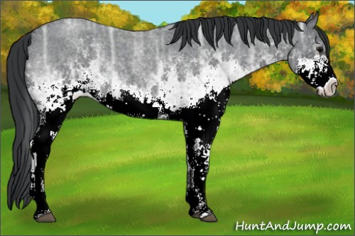 Horse Color:White Spotted Blue Ice Roan Rabicano 
