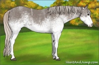 Horse Color:White Spotted Silver Black Ice Rabicano 