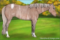 Horse Color:Silver Bay Ice Roan Appaloosa Rabicano