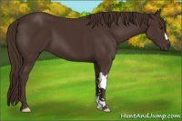 Horse Color:Liver Chestnut