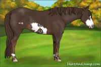 Horse Color:Liver Chestnut Frame 