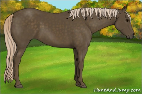 Horse Color:Chocolate Palomino 