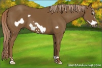 Horse Color:Chocolate Palomino Frame
