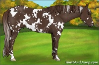 Horse Color:White Spotted Liver Chestnut 