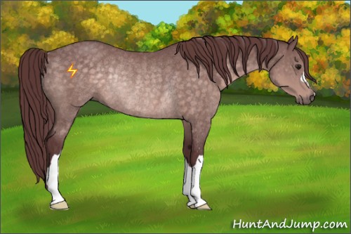 Horse Color:Platinum Chocolate Buckskin Rabicano