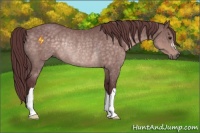 Horse Color:Platinum Chocolate Buckskin Rabicano